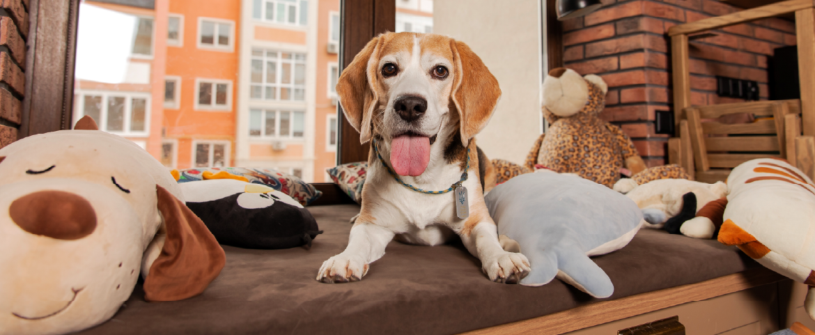 Cachorro em um hotel com brinquedos pet.