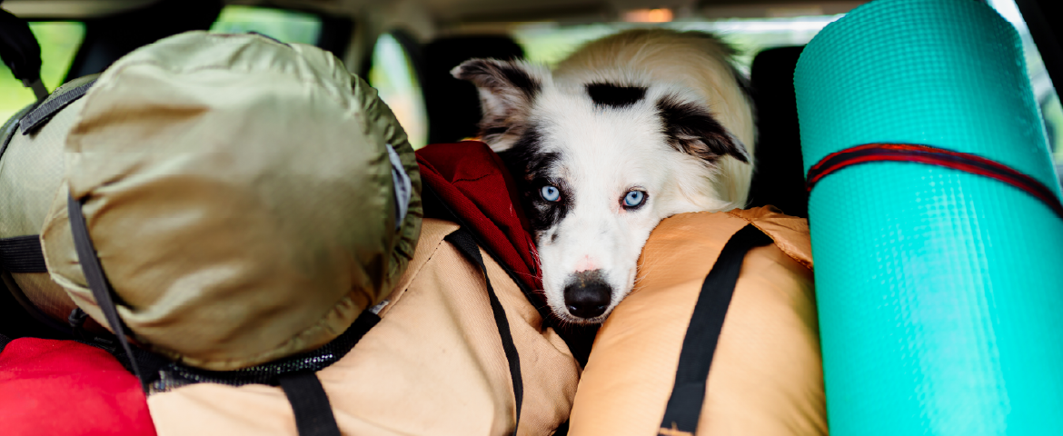 Cachorro dentro de porta-mala de um carro cheio de bagagens.